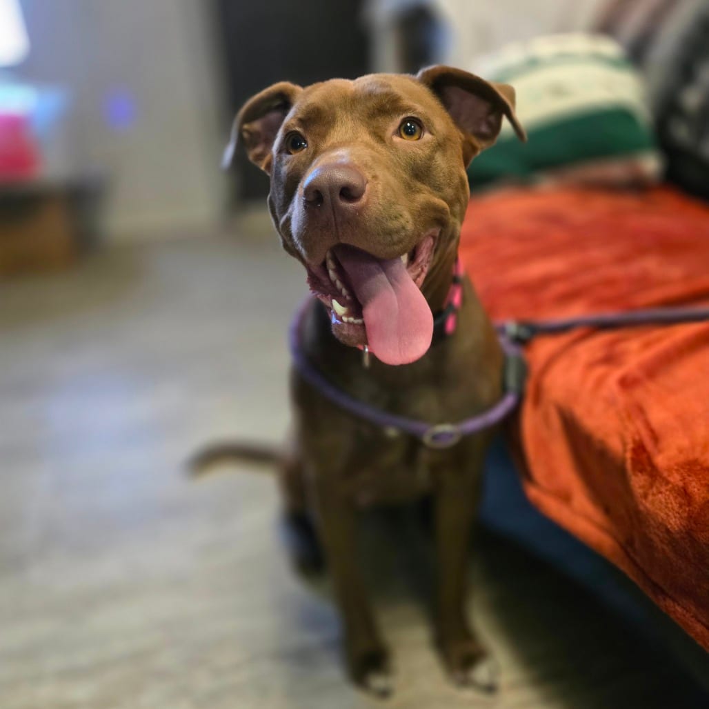 Photo of Molly, adoptable Retriever, Chesapeake Bay / Mixed Breed (Medium) in Hinesville, Georgia