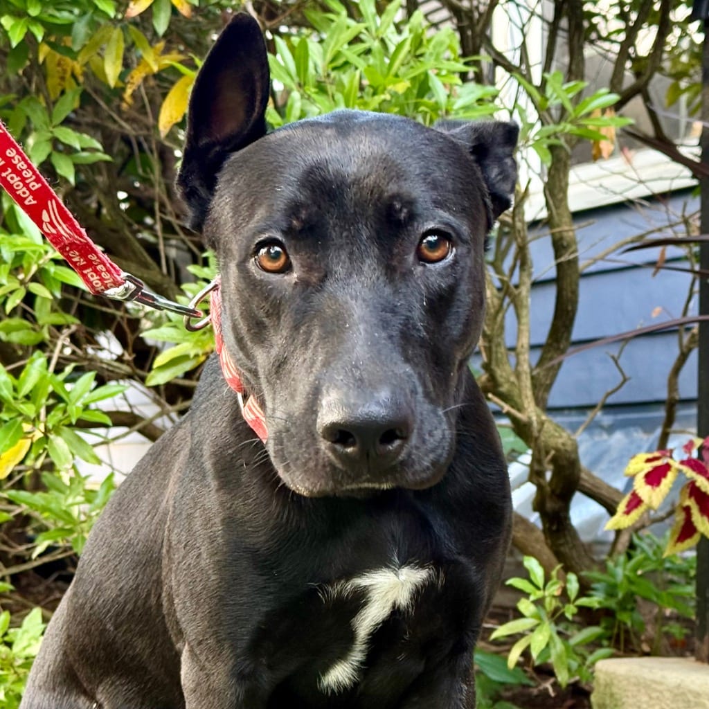 Photo of Mama, adoptable German Shepherd Dog in Bloomfield, Connecticut