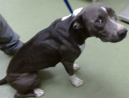 Photo of Tami, adoptable Pit Bull Terrier in San Bernardino, California