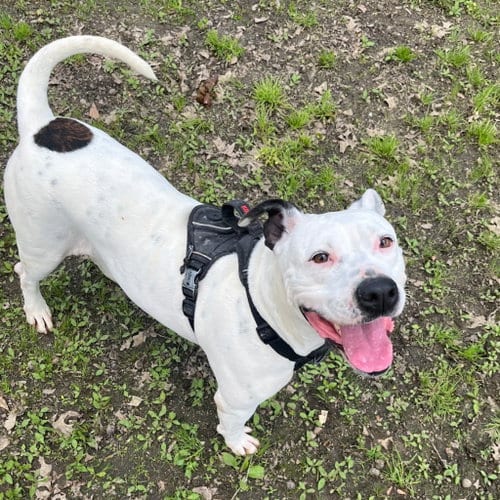 Photo of Sassy Hope, adoptable Terrier in Yardley, Pennsylvania