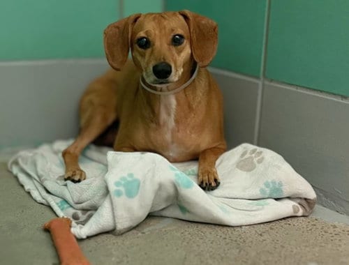 Photo of Tiernita, adoptable Chihuahua in Houston, Texas