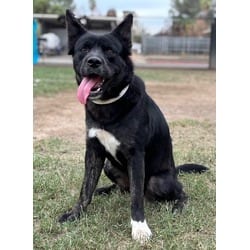 Photo of Guante, adoptable Shepherd (Unknown Type) in Jurupa Valley, California