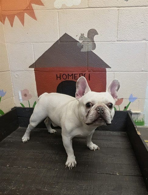 Photo of Tommy Egann, adoptable French Bulldog in Castaic, California