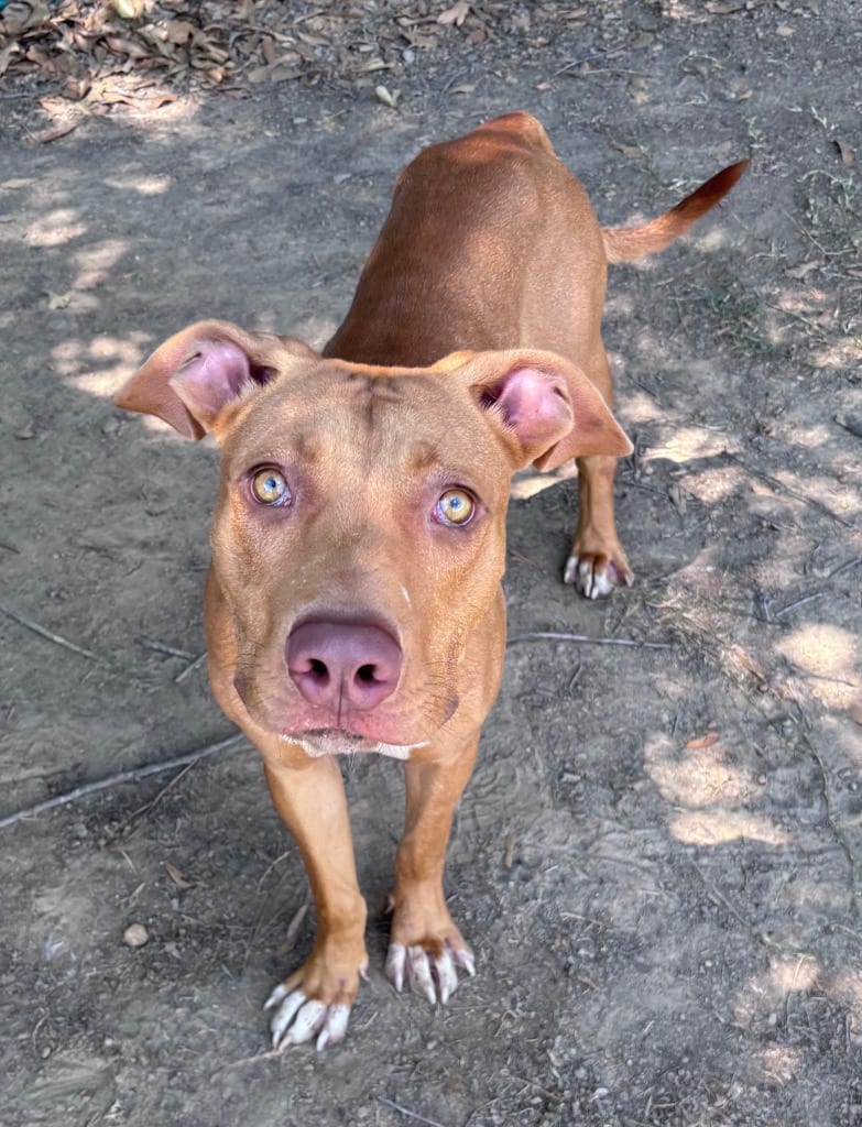 Photo of Fred, adoptable Hound in Little Rock, Arkansas