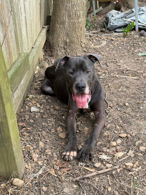 Photo of Lexington, adoptable Great Dane in Jackson, Mississippi