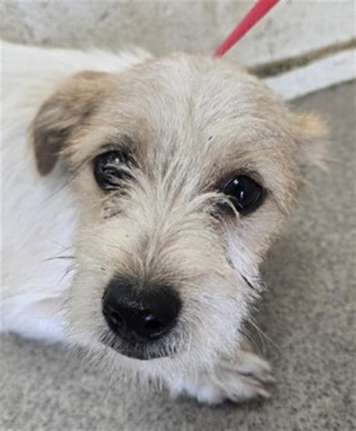 Photo of Chester, adoptable Terrier in San Bernardino, California