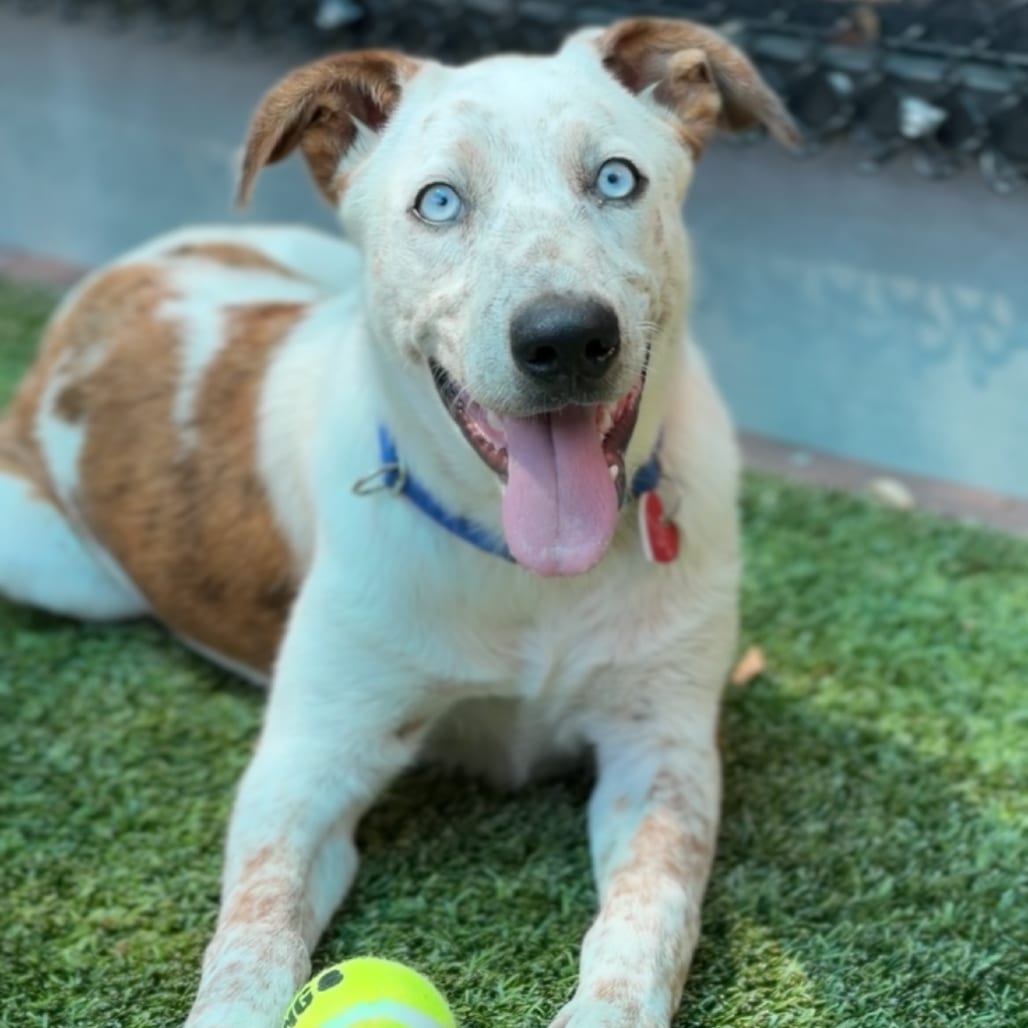 Photo of Pacheco A2289781, adoptable Cattle Dog in Middletown, New York