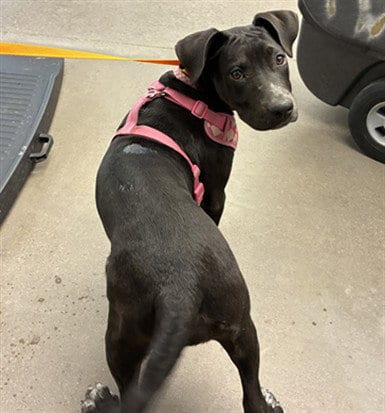 Photo of Pebbles, adoptable American Pit Bull Terrier in Phoenix, Arizona