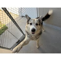 Photo of Chuck, adoptable German Shepherd Dog Husky in Washington, North Carolina
