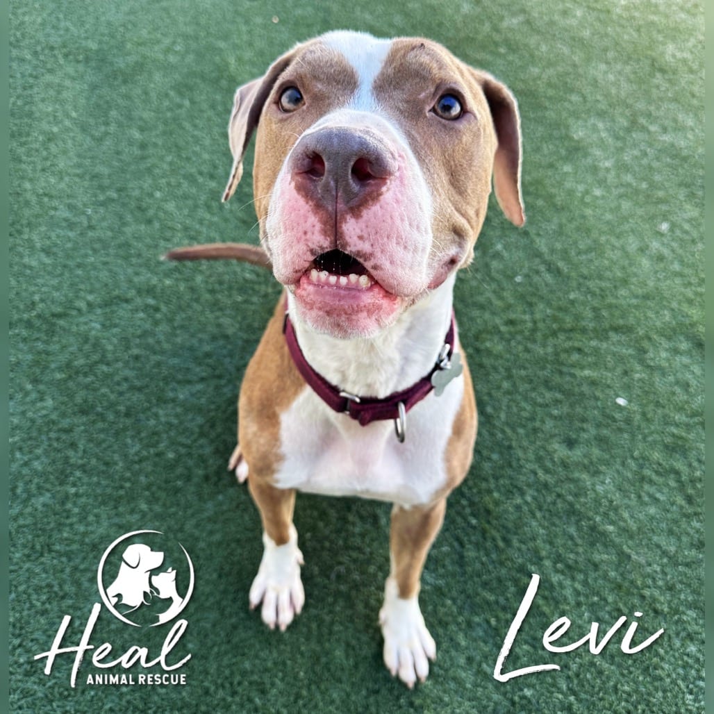 Photo of Levi, adoptable Terrier, Pit Bull / Mixed Breed (Medium) in Youngwood, Pennsylvania