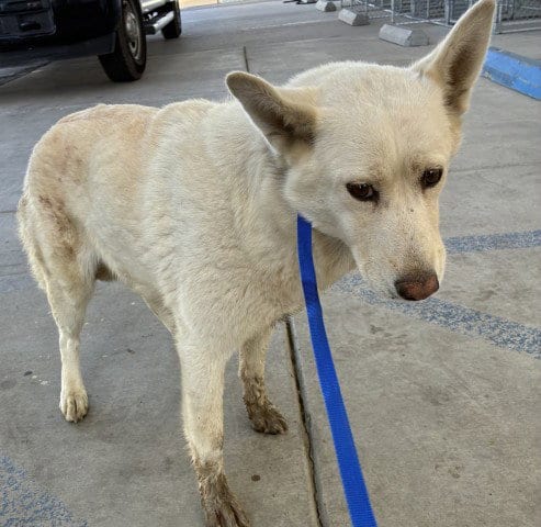 Photo of Crystal, adoptable Husky in Bakersfield, California