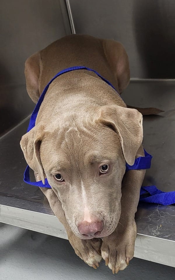 Photo of Ic7, adoptable Pit Bull cross in Lawrenceville, Georgia