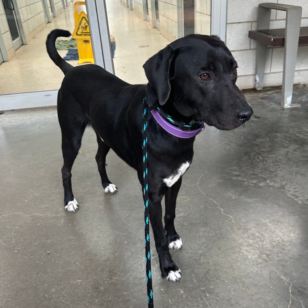 Photo of Rare Beauty, adoptable Retriever, Labrador in Houston, Texas