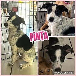 Photo of Pinta, adoptable Basenji Cattle Dog in Ringwood, New Jersey