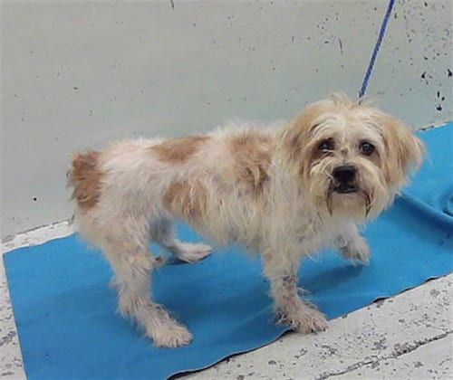 Photo of A2102735, adoptable Yorkshire Terrier Yorkie in Houston, Texas