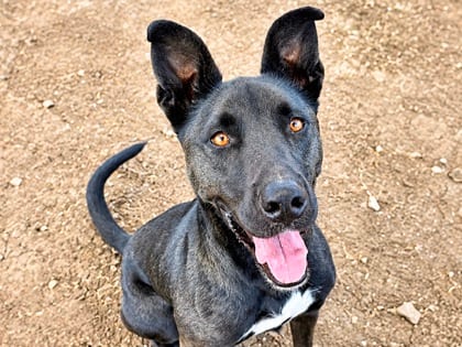 Photo of Ruth, adoptable dog in Georgetown, Texas