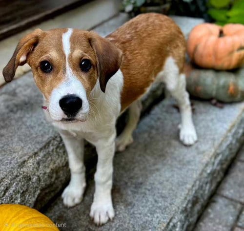 Photo of Puppy Maxine, adoptable Great Pyrenees in Franklin, Tennessee