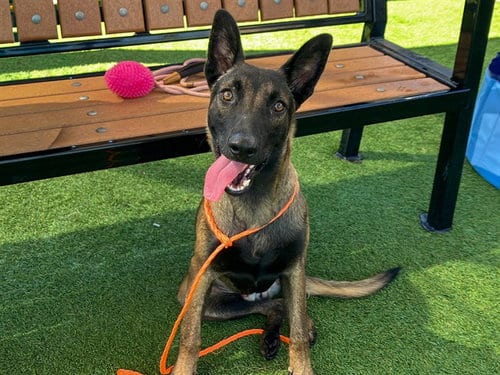 Photo of Viggo, adoptable Belgian Shepherd Malinois in Orange, California