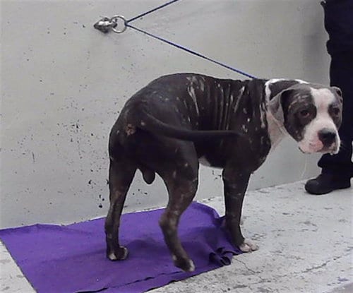 Photo of A2102626, adoptable Staffordshire Bull Terrier in Houston, Texas
