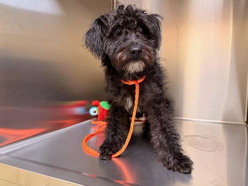 Photo of Yabba Dabba, adoptable Miniature Schnauzer in Orange, California