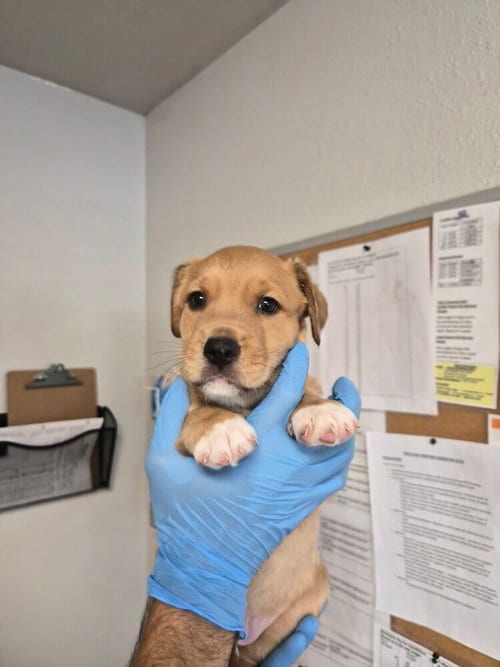 Photo of Kenmore, adoptable Australian Shepherd in Bolivar, Missouri