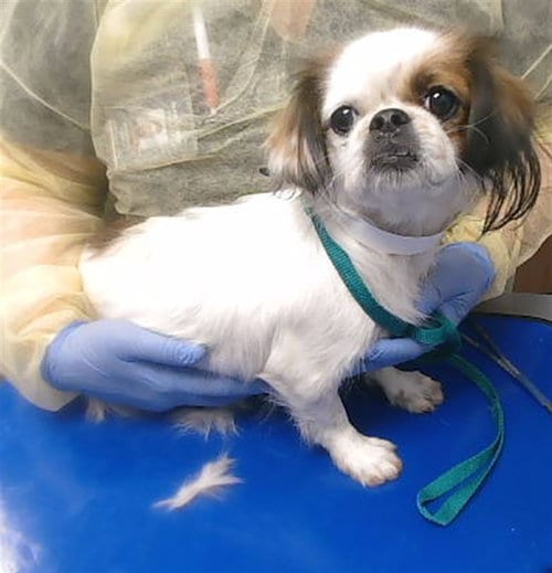 Photo of Kiki, adoptable Pekingese in Phoenix, Arizona