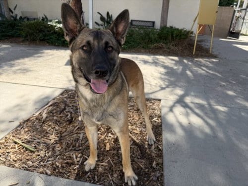 Photo of PJ, adoptable Belgian Shepherd Malinois in San Pedro, California