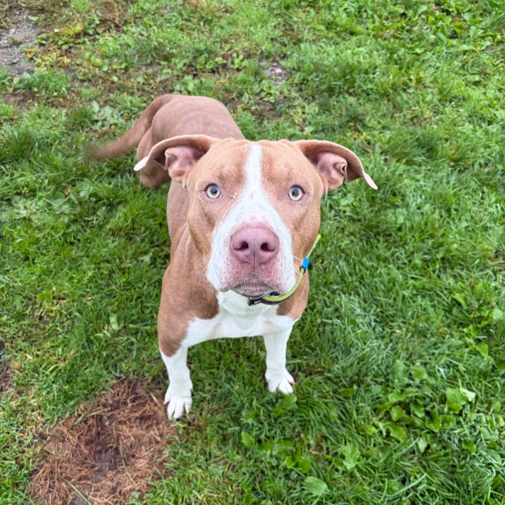 Photo of Blueberry, adoptable Terrier, Pit Bull / Mixed Breed (Medium) in Binghamton, New York