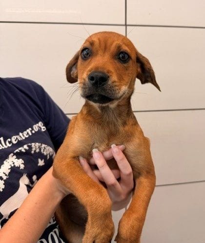 Photo of Tostada, adoptable Unknown breed in Rancho Santa Fe, California