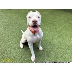 Photo of Rambo, adoptable Mixed Breed (Medium) in West Palm Beach, Florida