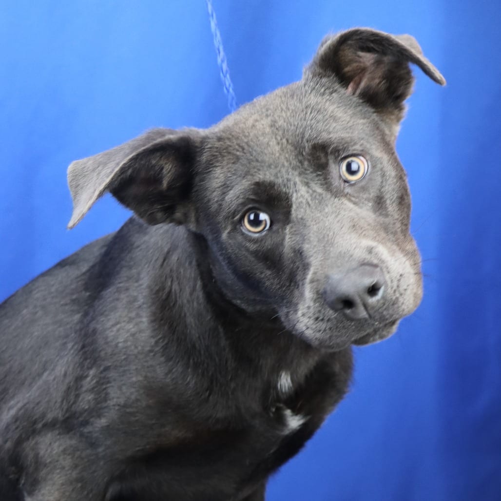Photo of Oliver - 050403U, adoptable Pinscher, Doberman / Retriever, Labrador in Tupelo, Mississippi