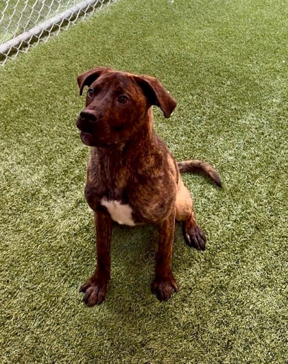 Photo of Marvin, adoptable dog in Farmington, New Mexico