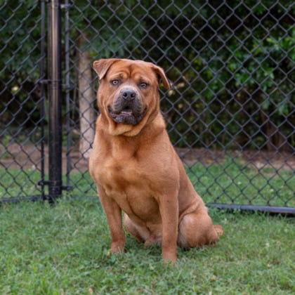 Photo of Chowser, adoptable dog in Chamblee, Georgia