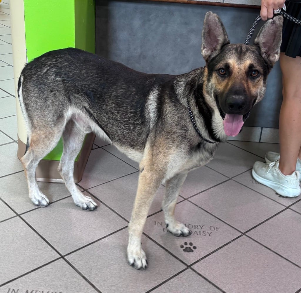 Photo of Astro, adoptable German Shepherd Dog in Little Rock, Arkansas