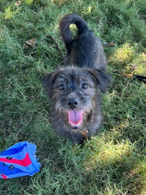 Photo of Mei, adoptable Miniature Schnauzer in San Jose, California