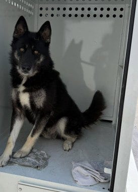 Photo of Drago, adoptable Norwegian Elkhound in Chatsworth, California