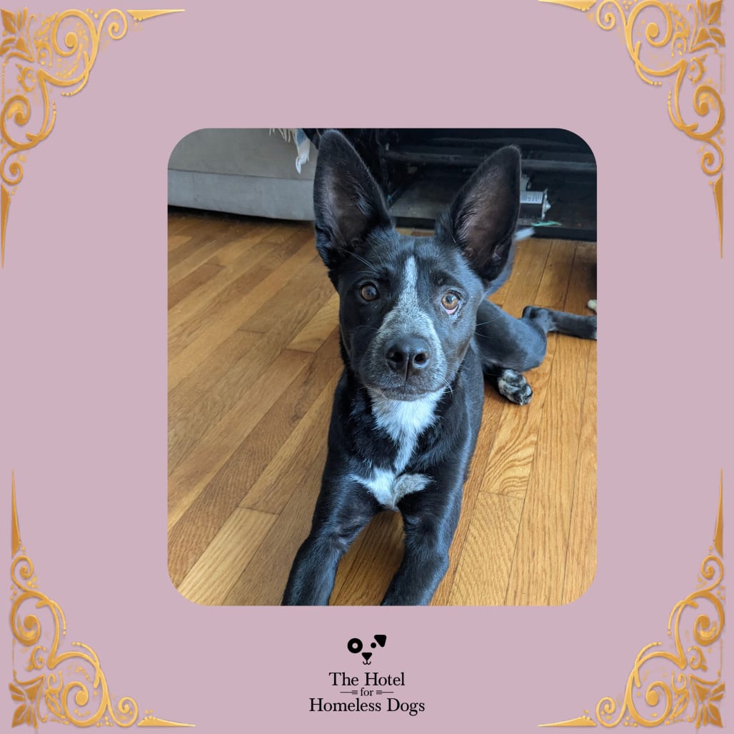 Photo of Riley, adoptable Cattle Dog, Australian (Blue Heeler) / Terrier in Cumberland, Rhode Island