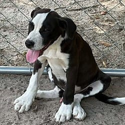 Photo of Petey, adoptable Hound (Unknown Type) in Framingham, Massachusetts