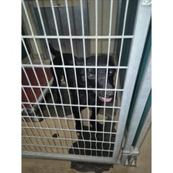 Photo of Onyx, adoptable German Shepherd Dog in Texas City, Texas