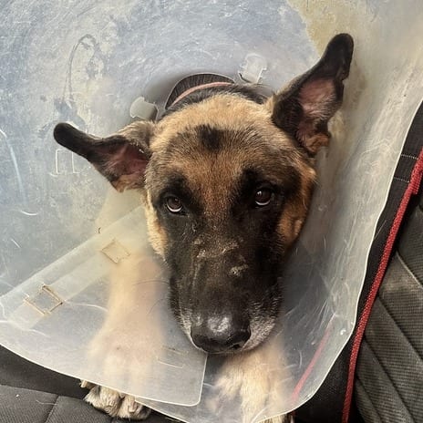 Photo of Frank FC AM, adoptable Shepherd, German in Union, Missouri