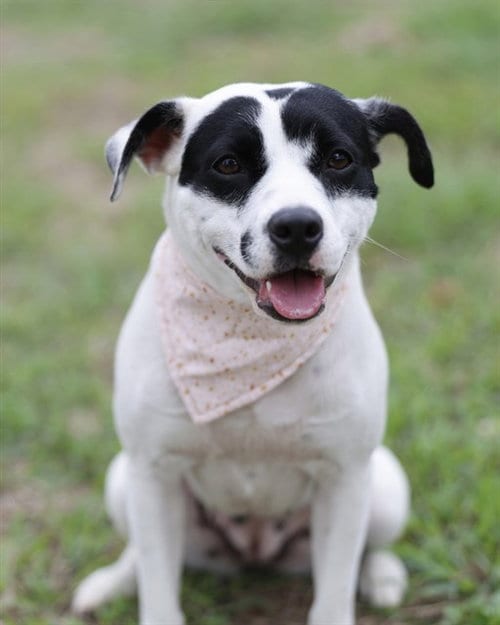 Photo of Sandy, adoptable Terrier in San Antonio, Texas