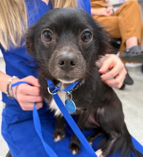 Photo of Raven, adoptable Chihuahua in Norfolk, Virginia