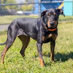 Photo of Jazzy, adoptable Doberman Pinscher Mixed Breed (Medium) in Wilmington, Delaware