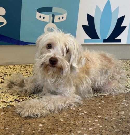 Photo of Tini, adoptable Maltese in Riverside, California