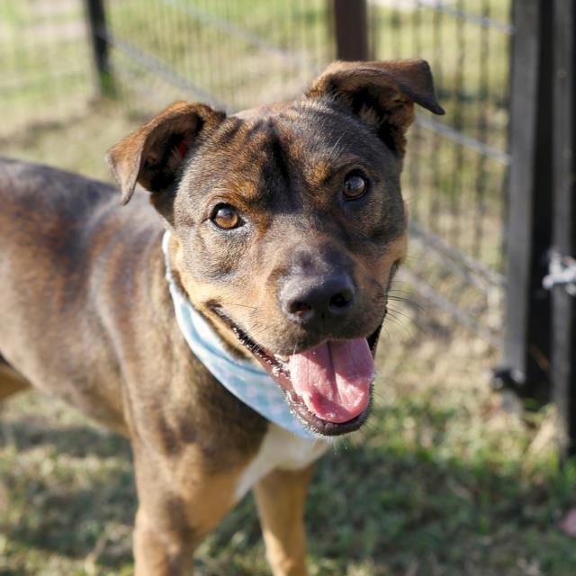 Photo of BB, adoptable dog in San Antonio, Texas