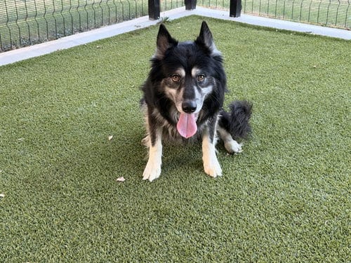 Photo of Logan, adoptable Siberian Husky in Garland, Texas