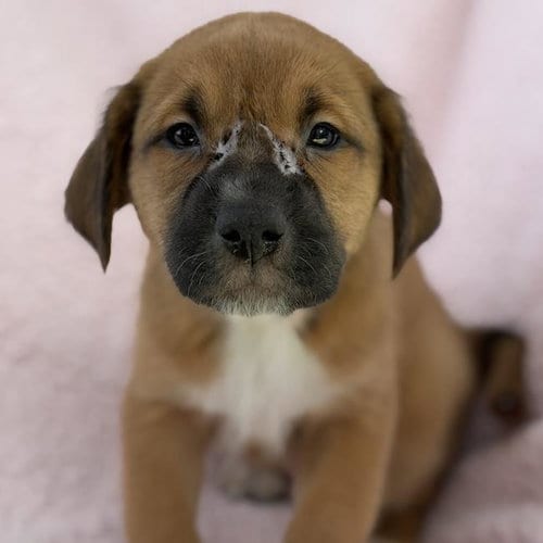Photo of Chalk Pup - Tailor, adoptable Spaniel in San Diego, California