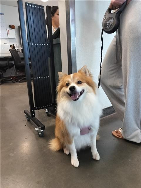Photo of Fluffy, adoptable Pomeranian in Chatsworth, California
