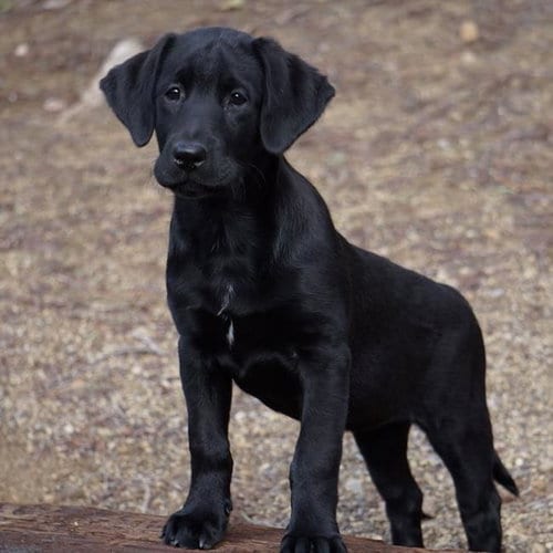 Photo of Huckleberry Finn Pup - Joanna, adoptable Labrador Retriever in San Diego, California