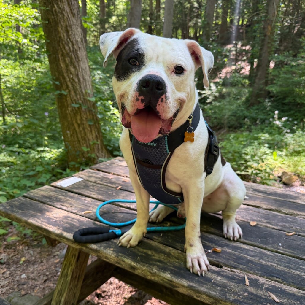 Photo of Dom, adoptable Terrier, American Pit Bull / Bulldog, American in Birdsboro, Pennsylvania